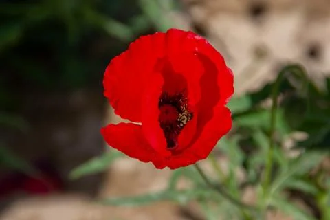 Top-Down View of a Bright Red Poppy with a Dark Center Stock Photos
