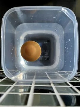 Top Down View of Brown Egg Floating in Water Container for Freshness Test Pho Stock Photos