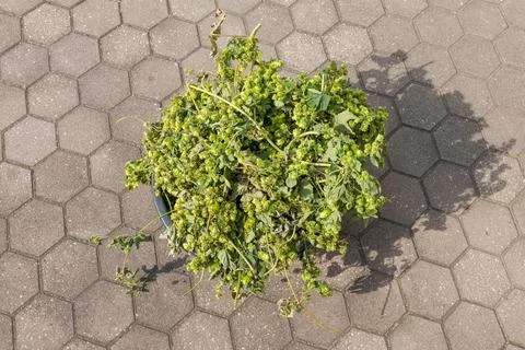 Top down view of bucket full of hop twines after hopping Stock Photos