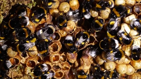 Top-Down View of Bumblebee Nest – 4K Cinematic Footage (Bombus terrestris) Stock-Footage 320671737
