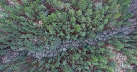 Top down view of bunch of evergreen trees during cloudy day Stock Footage 145990108