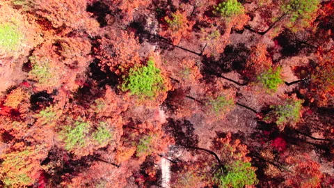 Top-down view of burned forest path with orange trees, Gironde Stock Footage 332065611
