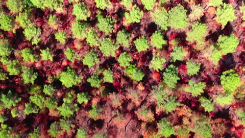Top-down view of burned forest trees, Gironde Stock Footage 332065738