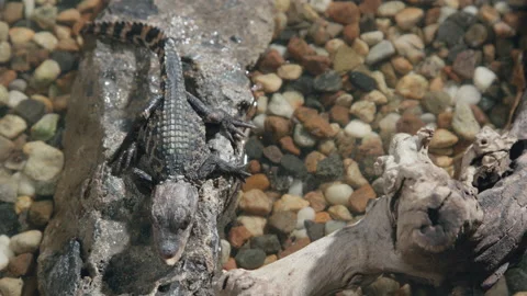 Top down view of caiman on a rock Stock Footage 170941628