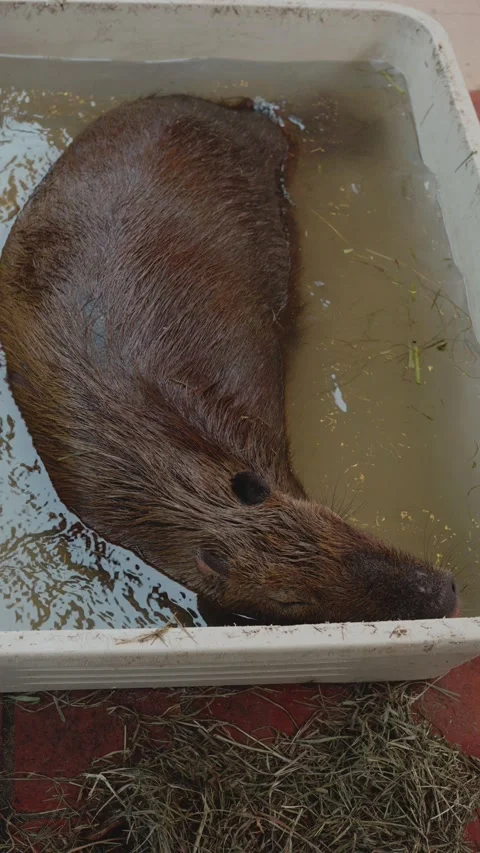 Top-down view of a capybara, hydrochoerus hydrochaeris, soaking Vídeos de archivo 347113141