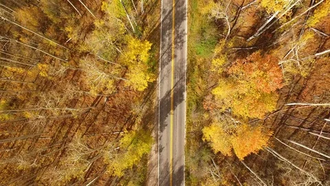Top down view of a car driving through Colorado aspen trees Stock Footage 129923791