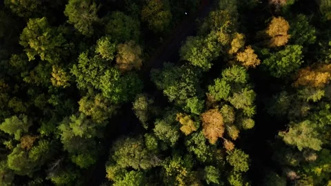 Top down view of a car passing in a colorful forest Stock Footage 145869114