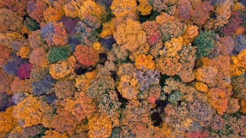 Top down view of carpet of trees in autumn time, Maybury state park, Michigan Stock Footage 280737444