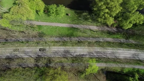 Top-Down View of Cars on Tree-Lined City Road in the Netherlands Stock Footage 275156474