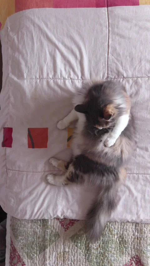 A top-down view of a cat on the bed licking its body Stock Footage 345082027