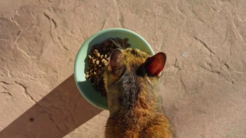 A Top-Down View of a Cat Eating from Its Bowl in the Evening Stock Footage 317130085