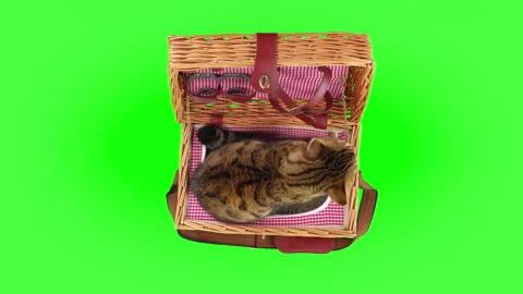 Top-down view of a cat jumping out of a picnic basket on green screen chroma key Видео 249904218