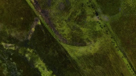Top Down View of Cattle Walking Through Field - Aerial Drone Video stock 114264415
