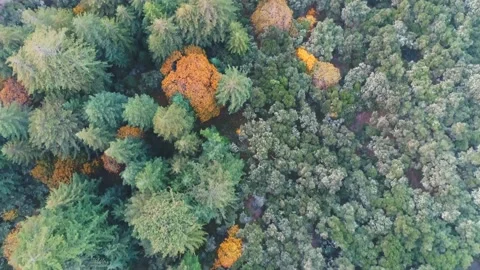 Top Down View Changing Of The Season Stock Footage 216481163