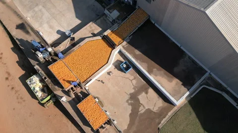 Top-Down View of Citrus Loading at Processing Facility Stock Footage 337183797