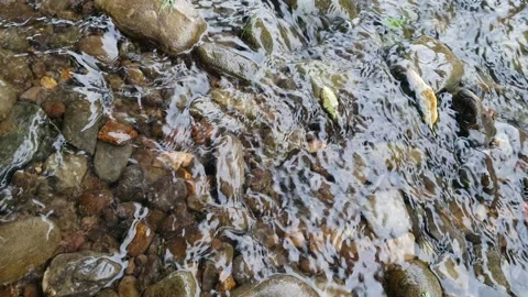 Top-Down View of Clear Water Flowing Over Pebbles in a Shallow Stream Stock Footage 340051382