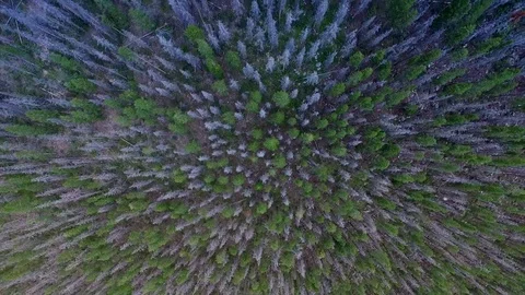 Top down view climbing forest peak 스톡 동영상 80358143