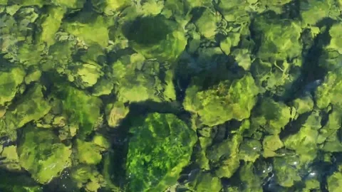 Top Down View of Coastal Rocks with Green Algae and Clear Water Vídeo Stock 332480065