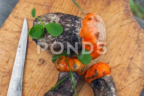 Top-down View of Collected Red-Capped Scaber Stalk Fungus, Mushrooms Stock Photos