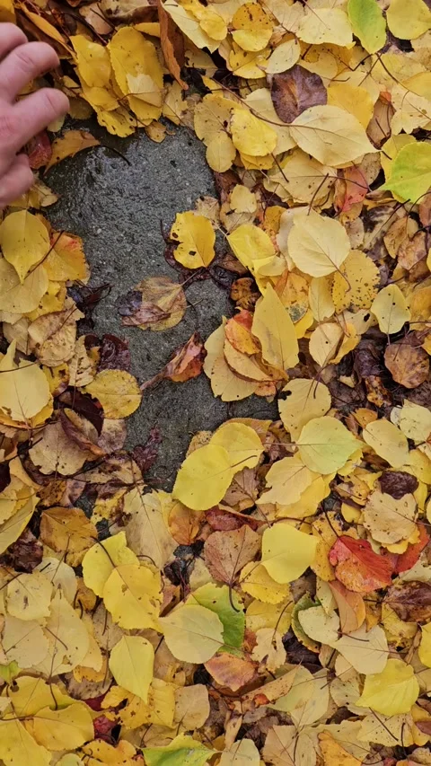 Top-down view of colorful autumn leaves scattered across the forest floor under Stock Footage 328937297