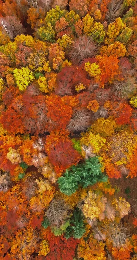 Top down view of colorful forest in autumn. Stock Footage 346632961