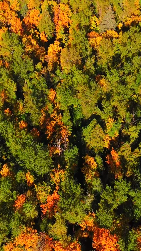 Top down view of colourful forest on mountain slopes. Fall in Canada Stock Footage 314837002