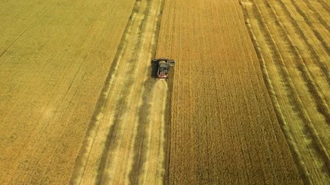 Top down view of a combine harvester working in a wheat field. The agricultural Stock Footage 253185815