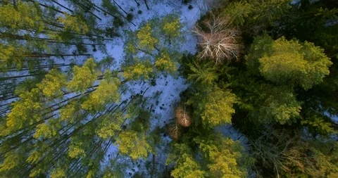 Top down view of coniferous forest covered with snow in morning sun rays.  Stock Footage 102094770