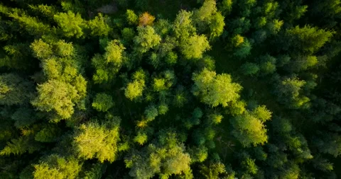 Top down view of the coniferous forest growing on the slopes of the mountains. Stock Footage 210877070