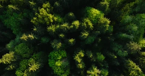 Top down view of the coniferous forest. Camera rises and spins Vidéo 244597876