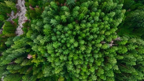 Top down view of the coniferous forest. Camera descends Stock Footage 252612744