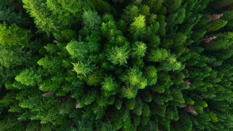 Top down view of the coniferous forest. Camera rising up and spin 스톡 동영상 252614286