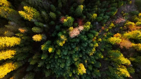 Top down view of the coniferous forest in autumn. Camera rising up and spin. Stock Footage 326166250