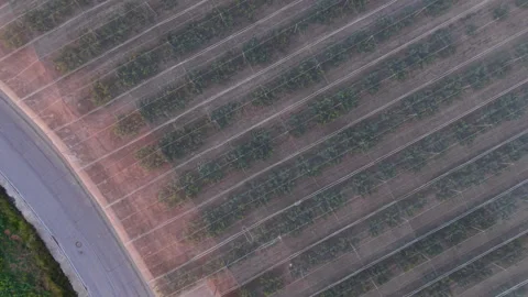 Top-down view of a covered fruit orchard with rows of trees protected by Stock Footage 346640088