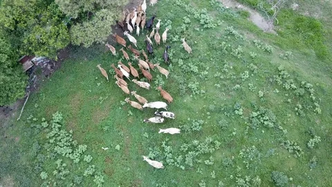 Top down view cows in farm. Видео 117846862