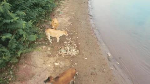 Top down view of cows looking at camera on Mekong river, Champassak, Laos. Stock Footage 246937452