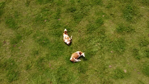 Top down view of cows on pasture Stock Footage 213044352