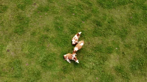 Top down view of cows on pasture Stock Footage 213049762