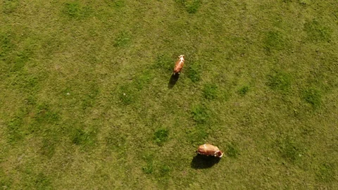 Top down view of cows on pasture Stock Footage 213058739