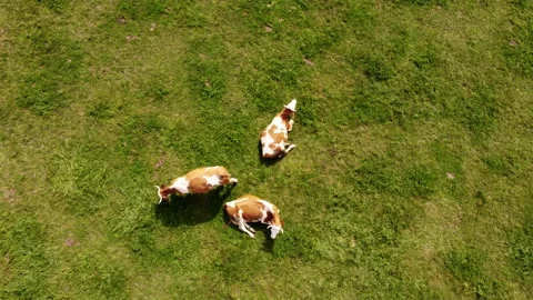 Top down view of cows on pasture Stock Footage 213062436