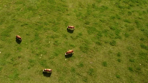 Top down view of cows on pasture Stock Footage 213062509