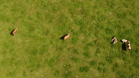 Top down view of cows on pasture Stock Footage 213062920