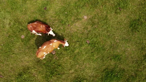 Top down view of cows on pasture Stock Footage 213065865