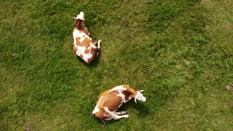 Top down view of cows on pasture Stock Footage 213066894