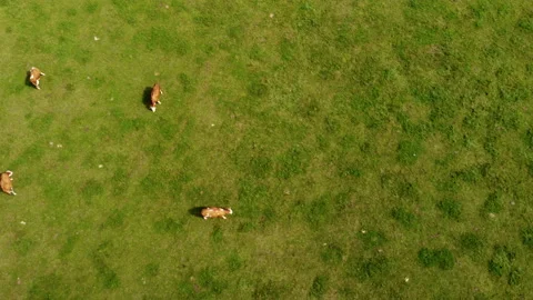 Top down view of cows on pasture Stock Footage 213067595