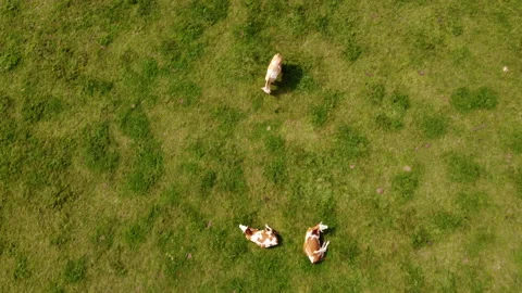 Top down view of cows on pasture Stock Footage 213067992