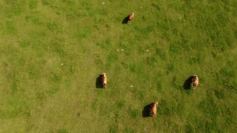 Top down view of cows on pasture Stock Footage 213067993