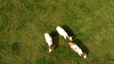 Top down view of cows on pasture Stock Footage 213329689