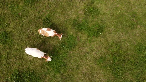 Top down view of cows on pasture Stock Footage 213330886