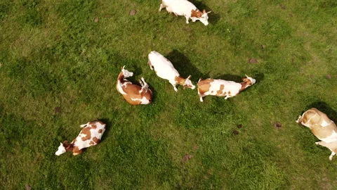 Top down view of cows on pasture Stock Footage 213330950